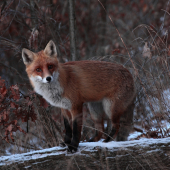 Líška (Silvestrovská)