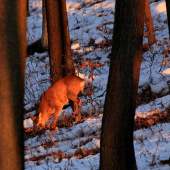 Raňajky si treba najskôr vyhrabať