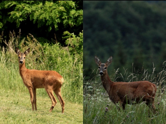 Aký je rozdiel medzi srnkami na fotkách ?