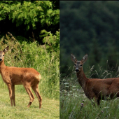 Aký je rozdiel medzi srnkami na fotkách ?