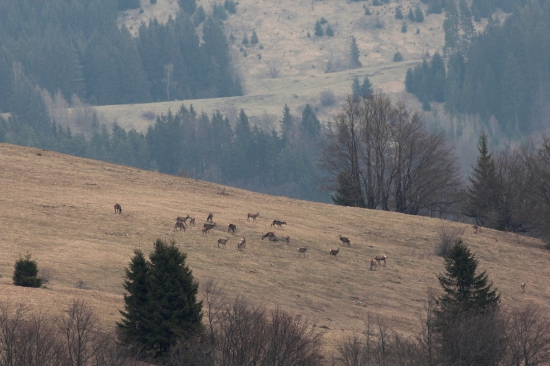 Veľkofatranské pastorále