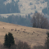 Veľkofatranské pastorále