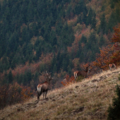 Takto nejako si predstavujem predlohu pre obraz