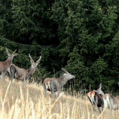 Mama, potomok a 3 páry ihlíc na štrikovanie, čo je to..
