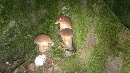 dubáčiky už rastú