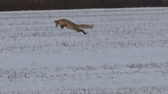 Hop