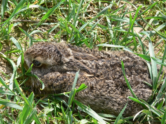 Veľkonočný