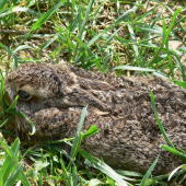 Veľkonočný