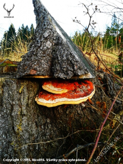 Na pníku :)