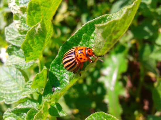 Už prichádzajú .. mandelínky ;)