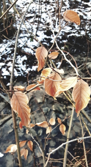 Leaves 