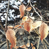 Leaves 