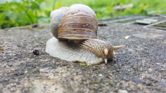 Slimáčik.