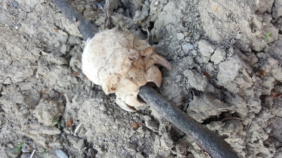 Rada by som vedela,akému zvieraťu toto patrí. Viete ?