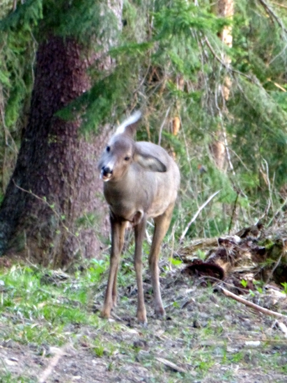 Všetko počujem