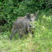 keď sa hrajú na skrývačku :)