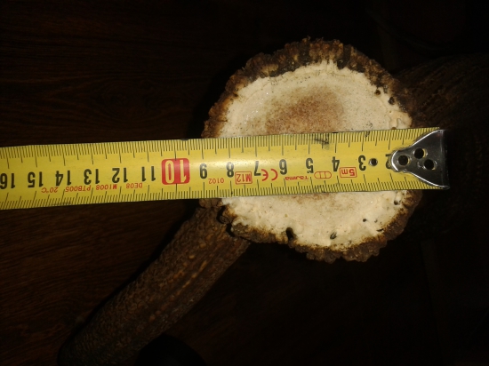 foto ružice z desaťtoraka