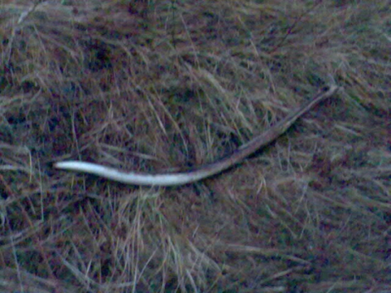 Môj nalez počas ruje 2008