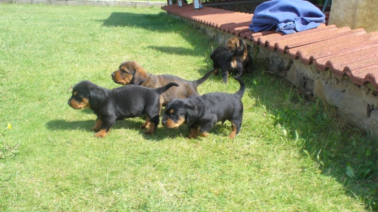 AJD Chovna stanica Kľušov vrh G