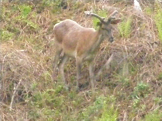jelienok