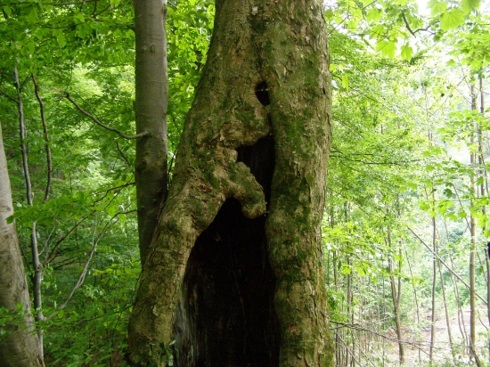 Riadna dutina