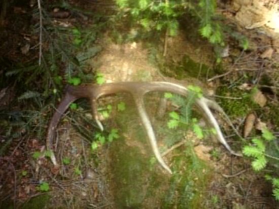 Dnešný dvanastorak.....