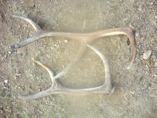 V praci sa zadarilo....