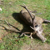 Kamarátov nepravideľný desatorák