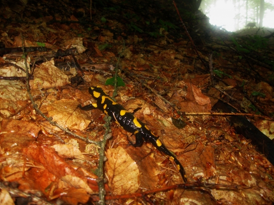 Salamandra...