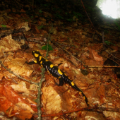Salamandra...