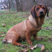 Borka