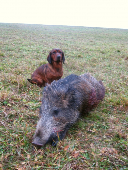 Spod trnkového kríčka...