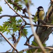 Vtáčik jarabáčik
