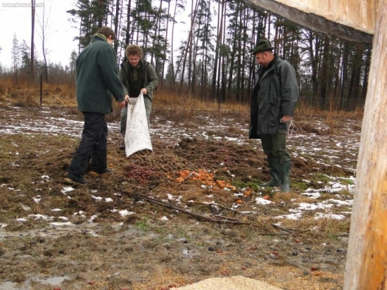 vianocne prikrmovanie