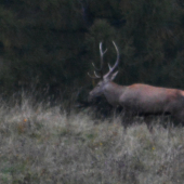 Dokumentačná - Odhad veku?