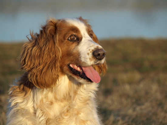 welsh springer spaniel BEKINA