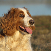welsh springer spaniel BEKINA
