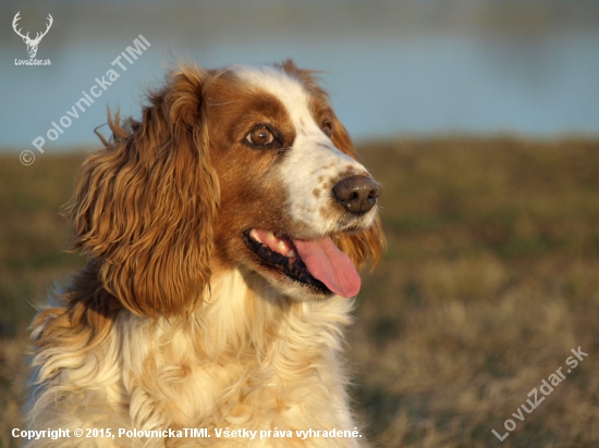 welsh springer spaniel BEKINA