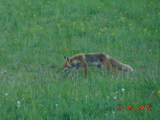 liška