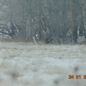 muflon-dokumentačna