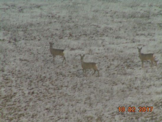 srncia