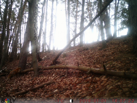 liska