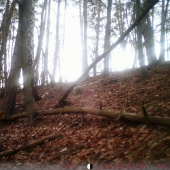 liska