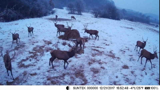 prikrmovanie  zveri - možno niečo pride.
