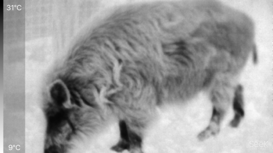 Diviak pod senzorom Termovízie SEEK THERMAL