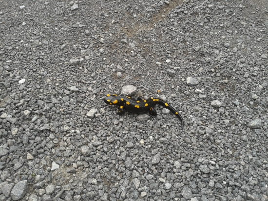 Salamandra škvrnitá