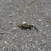 Salamandra škvrnitá
