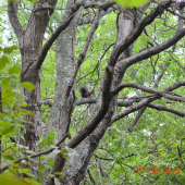 Sedím na konári a je mi dobre . . .