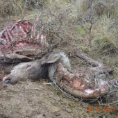 A to poriadna zima ešte ani nezačala . . .