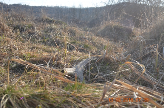 1/2016 - Čakal som lepší začiatok . . .